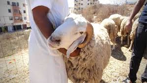 Aid al adha et santéouardirhi abdelazizcette année 2021, aid al adha 1442 est célébrée dans une conjoncture marquée par la pandémie de coronavirus. Insolite Au Maroc Le Mouton De L Aid Al Adha S Invite A La Campagne Electorale Www Le360 Ma