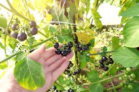 Image result for Solanum retroflexum