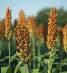 Image result for Millettia drastica