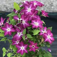 When pruning group 2 clematis remember that they flower on new stems which develop from the previous year's growth. Clematis Vyvyan Pennell Buy Clematis Perennials Online