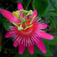 Check spelling or type a new query. Krishna Kamal Passion Flower Passiflora Incarnata Pink Plant Plants Shopping