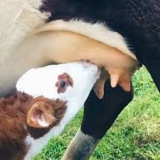 Melike Dirikoc Vegan Earth On Instagram Memeli Hayvanlarin Sutu Yalnizca Buyume Doneminde Yalnizca Dogurulan Yavrularin 2020 Memeliler Hayvan Instagram