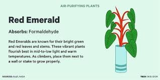No more then 20 feet from the window. Plants That Purify The Air In Your Home Business Insider