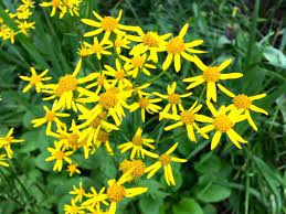 Maybe you would like to learn more about one of these? Squaw Weed Missouri Wildflowers Gardening Charlotte