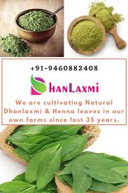Dhanlaxmi Mehandi Leaves In Our Farms In 2020 Farm Cultivate Henna Leaves