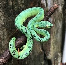 Pin By Larry Valentine On Venomous Reptiles Reptiles Snake Animals