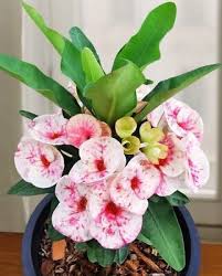 Image result for Euphorbia kilwana