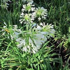 Image result for Agapanthus africanus