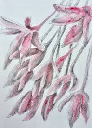 Water soluble verses regular graphite. Water Soluble Pencils Anna Warren Portfolio