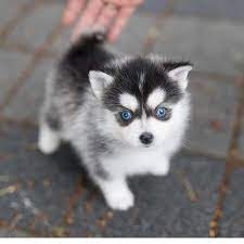 Grace Is A Very Tiny Pomsky And She Is Beautiful Her Coloring Is Out Of This World Amazing Vivid Blue Eyes That Will Pie In 2021 Pomsky Puppies Pomsky Dog Puppies