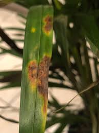 According to none other than nasa, the leaves create good humidity in. My Areca Palm Is Dying Gardening Landscaping Stack Exchange
