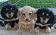 Teacup Long Haired Dachshund For Sale