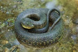 There are 46 native florida snake species, many of which are quite common. Green Water Snake Wikipedia