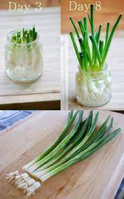 12 Best Veggies Herbs To Regrow From Kitchen Scraps Herb Garden In Kitchen Windowsill Garden Herbs