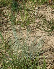 Image result for Ctenium longiglume