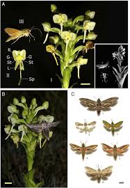 Image result for Habenaria epipactidea