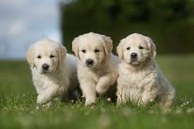 Full akc paperwork available for an additional charge. Golden Retriever Dog Breed Complete Guide Az Animals
