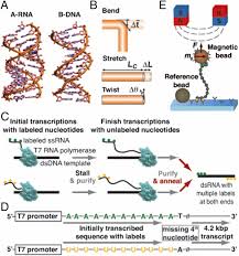 Regardless of sequence specificity, dsrna reduced virus abundance. Double Stranded Rna Under Force And Torque Similarities To And Striking Differences From Double Stranded Dna Pnas