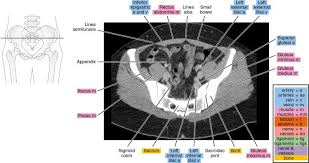 Hint you are sitting on it right now. Ct Of The Female Pelvis Radiology Key