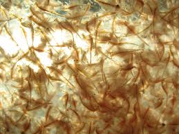 If not for brine shrimp, the tropical fish industry might not be what it is today. Brine Shrimp Benefits Growth Tips Aquariadise