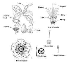 Leaf, flower bud, flower and different part of flower, floral diagram... |  Download Scientific Diagram