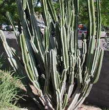 The cactus community on reddit. Peruvian Apple Cactus