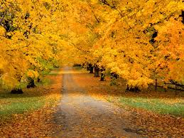 You can also upload and share your favorite autumn wallpapers hd. Free Download Autumn Wallpapers For Desktop Autumn Wallpaper Widescreen Autumn 1600x1200 For Your Desktop Mobile Tablet Explore 78 Autumn Wallpaper Desktop Thanksgiving Desktop Wallpaper Download Free Wallpapers And Screensavers