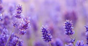 The 4 Best Essential Oils For Allergies Mother Of Health In 2020 Best Essential Oils Essential Oils Essential Oils Wrinkles