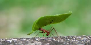 Image result for ants
