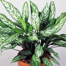 Premium Aglaonema Maria Christina Chinese Evergreen Plant 25 35cm Potted In 2021 Chinese Evergreen Plant Evergreen Plants Chinese Evergreen