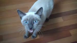 The most common flame point siamese material is ceramic. 10 Things You Didn T Know About The Blue Point Siamese