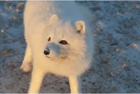 Arctic fox eating stock photo. Arctic Fox Wild Republic