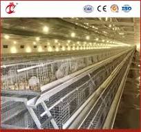 Mejor jaula para pollos, jaula para gallinas jóvenes, proveedor de jaulas  para pollitos al aire libre en China, OEM personalizado, libre de  mantenimiento y jaula de madera reciclable para pollitas