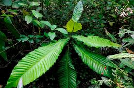 Image result for Chrysophyllum