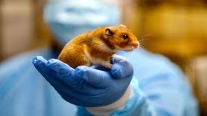 Hamsters usually thrive on a diet of hamster pellets and occasional treats. Mice Hamsters Ferrets Monkeys Which Lab Animals Can Help Defeat The New Coronavirus Science Aaas