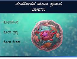 They are different from plant cells in that they do contain cell walls and chloroplast. Edu Help Ppt On Cell In Kannada