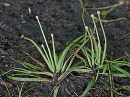 Image result for Eriocaulaceae