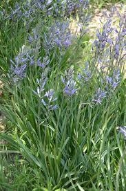 camassia 美克蓮 袁晓辉rita 藍色的花blue flowers plants vegetation flowers