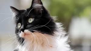 Smokin Kedi Smokin Kedi Ozellikleri Kediler Gen Tr