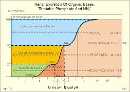 New Human Physiology Ch 17