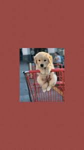 Dog aesthetic · free pngs, stickers, photos, aesthetic backgrounds and wallpapers, vector illustrations and art. Little Dog Aesthetic Aesthetic Animals Cute Dog Famous Golden Little Dog Hd Mobile Wallpaper Peakpx