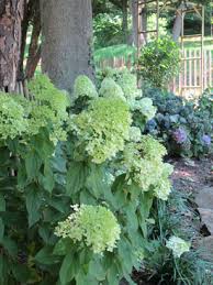 They favor incomplete shade over an extremely obscure spot and will likewise flourish in full sun making them ideal for almost all light conditions. Best Hydrangea Plants
