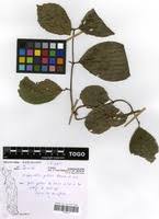 Image result for Hippocratea pallens