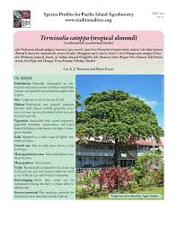 Berikut kami rangkumkan 8 mitosnya. Pdf Terminalia Catappa Tropical Almond