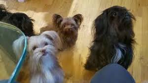 Some mi ki puppies for sale may be shipped worldwide and include crate and veterinarian checkup. Where To Find Mi Ki Puppies For Sale Dogable