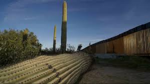 It is not big and will not throw off the balance of the cactus. Sacred Saguaro Cactus Being Destroyed In Border Wall Construction The Weather Channel Articles From The Weather Channel Weather Com