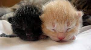 anne kediler yavrularini neden reddeder ukala hayvan