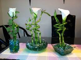 I Want Lucky Bamboo As My Table Centerpieces I Like The One On The Left Bamboo Centerpieces Bamboo House Plant Bamboo Plants