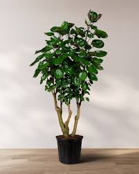 Image result for Polyscias