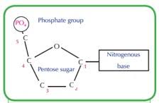 Nucleotides · a nitrogenous base, which can be either adenine, guanine, cytosine, or thymine (in the case of rna, thymine is replaced by uracil). Nucleotides Types Examples Functions Classification